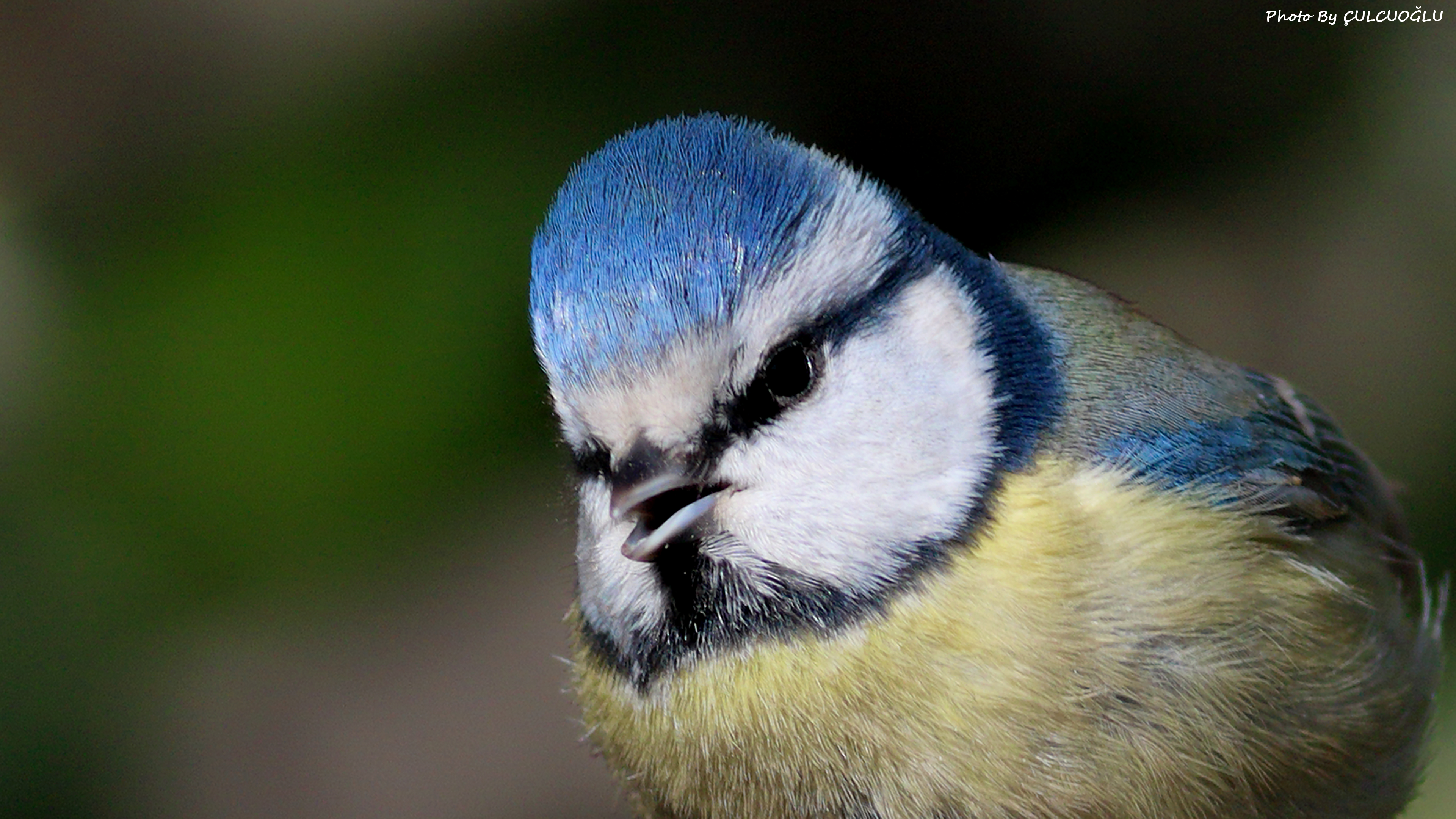Eurasian Blue Tit